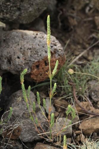 Crucianella angustifolia © DESCHEEMACKER A.