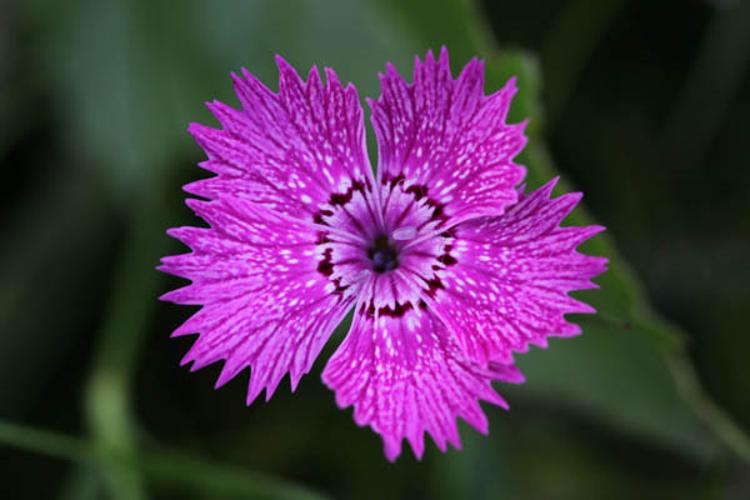 Dianthus sylvaticus © DESCHEEMACKER A.