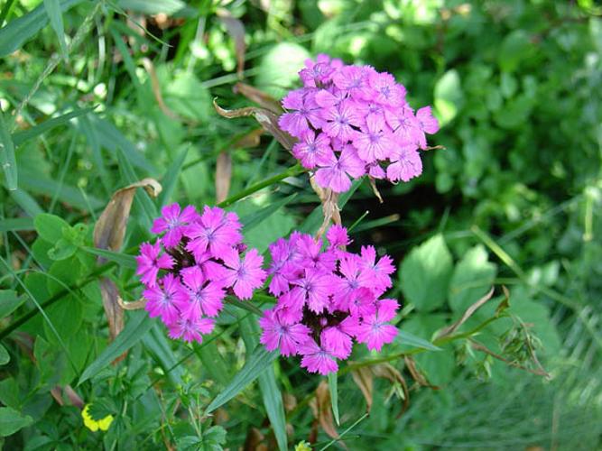 Dianthus barbatus © CHABROL L.