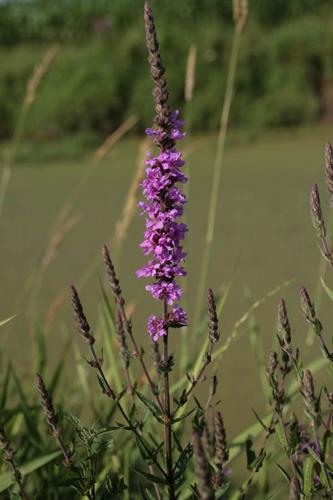 Lythrum salicaria © NAWROT O.