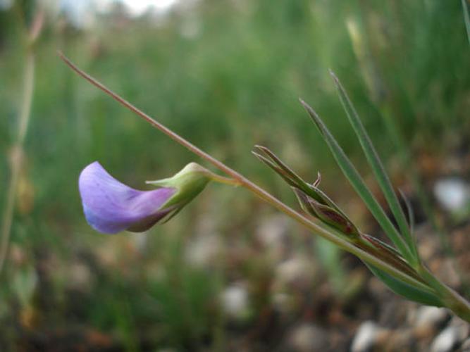 Lathyrus angulatus © NICOLAS S.