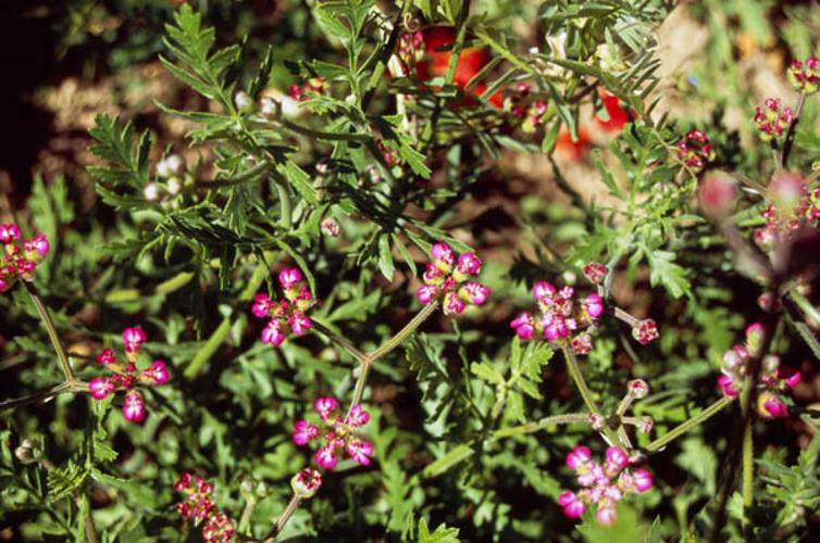 Turgenia latifolia LE © GUEN M.