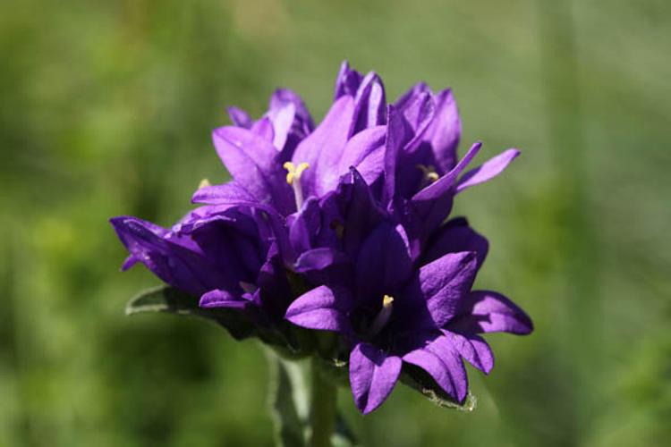 Campanula glomerata © DESCHEEMACKER A.