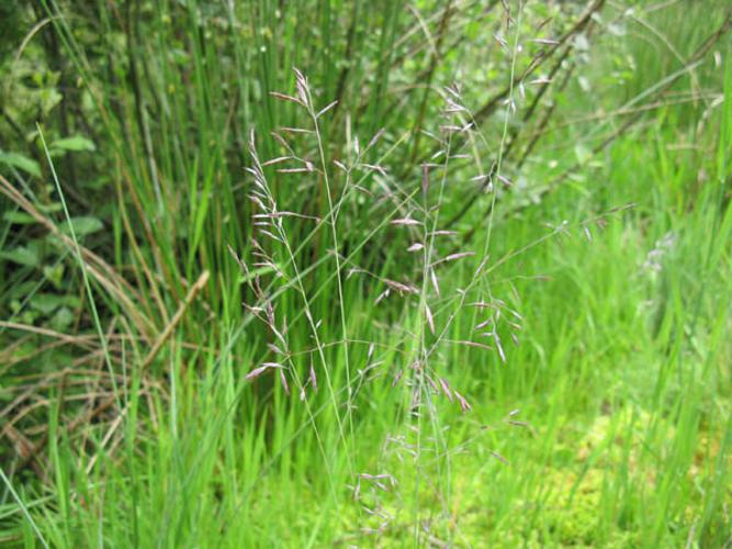 Festuca rivularis © CHABROL L.