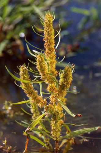 Rumex maritimus © OLIVIER L.