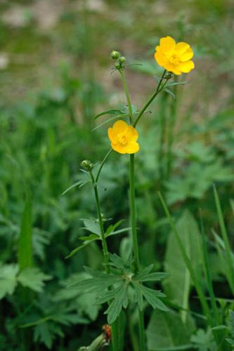 Ranunculus acris © DESCHEEMACKER A.