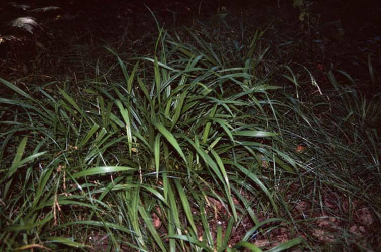 Carex strigosa © GRAVELAT B.