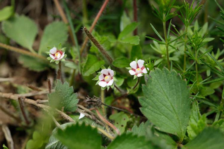 Potentilla micrantha © DESCHEEMACKER A.