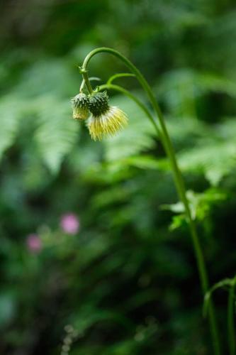 Cirsium erisithales © DESCHEEMACKER A.