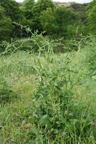 Rumex pulcher © DESCHEEMACKER A.