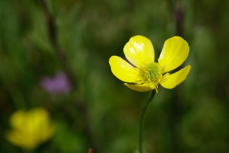 Ranunculus monspeliacus © DESCHEEMACKER A.