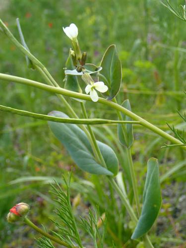 Conringia orientalis © NICOLAS S.