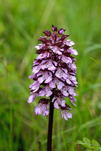 Orchis purpurea © DESCHEEMACKER A.