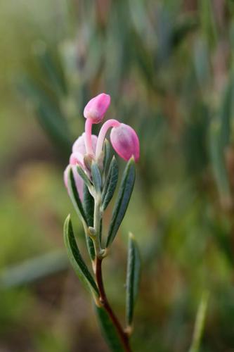 Andromeda polifolia © DESCHEEMACKER A.