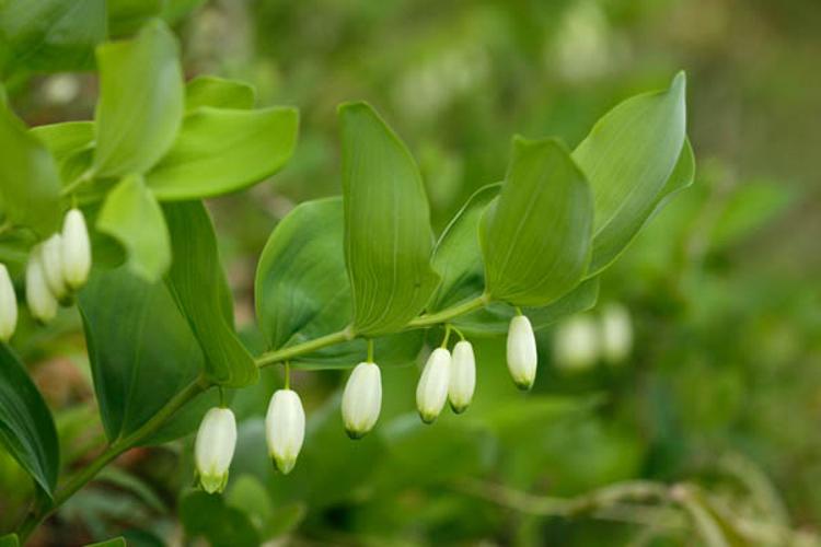 Polygonatum odoratum © DESCHEEMACKER A.