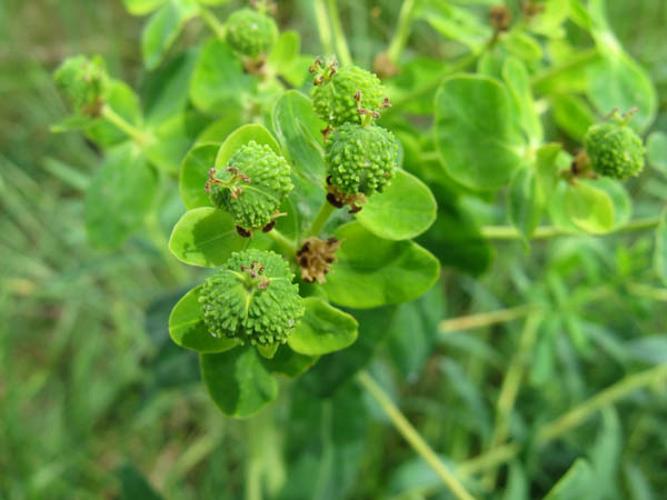 Euphorbia palustris © CULAT A.