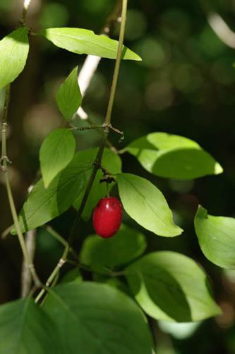 Cornus mas © DESCHEEMACKER A.