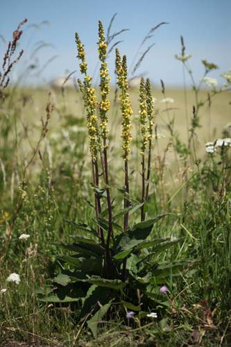 Verbascum nigrum © DESCHEEMACKER A.