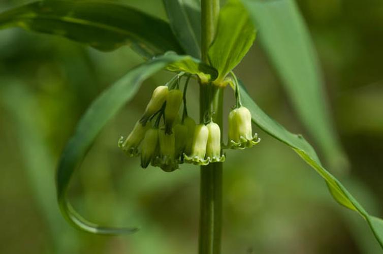 Polygonatum verticillatum © PERERA S.