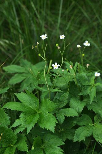 Ranunculus aconitifolius © DESCHEEMACKER A.