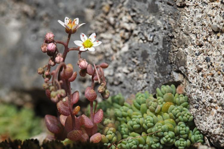 Sedum dasyphyllum © DESCHEEMACKER A.