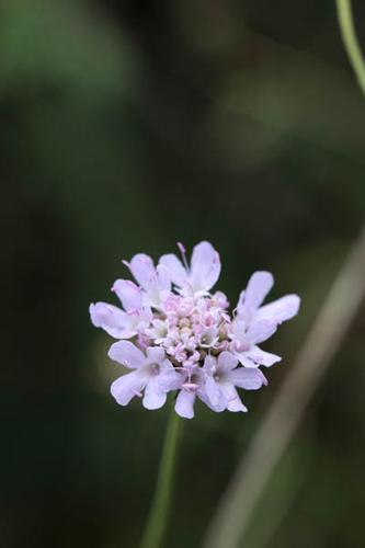 Scabiosa columbaria © DESCHEEMACKER A.