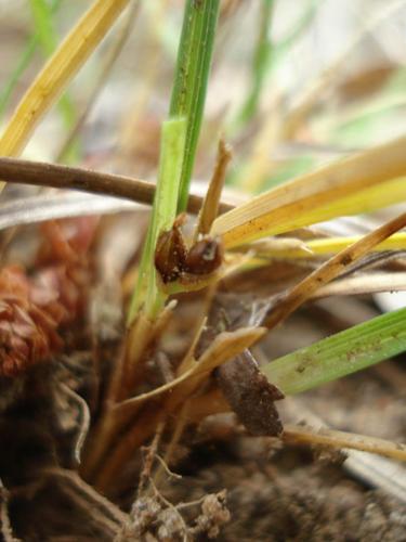 Carex oedipostyla © NICOLAS S.