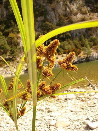 Cyperus glomeratus © NICOLAS S.