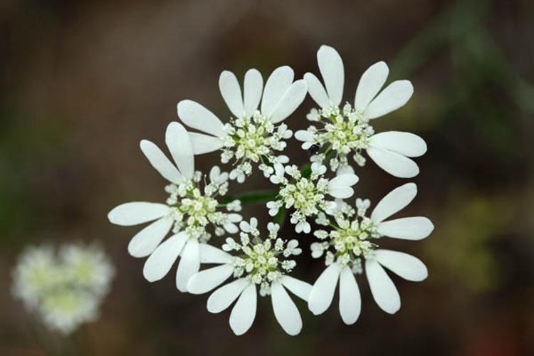 Orlaya grandiflora © DESCHEEMACKER A.