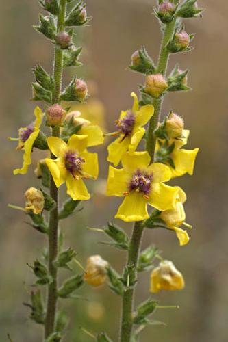 Verbascum virgatum © NAWROT O.