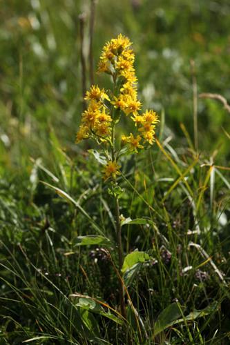 Solidago virgaurea © DESCHEEMACKER A.