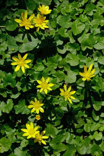 Ranunculus ficaria © DESCHEEMACKER A.