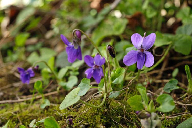 Viola odorata © DESCHEEMACKER A.