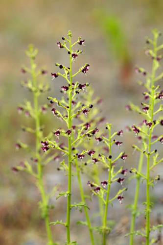 Scrophularia canina © DESCHEEMACKER A.