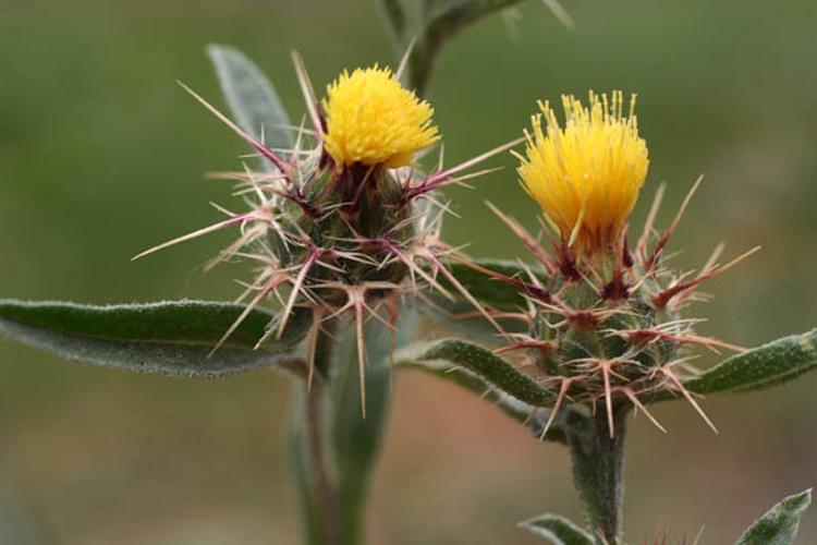 Centaurea solsticialis © NAWROT O.