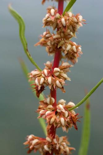 Rumex palustris 011 © NAWROT O.