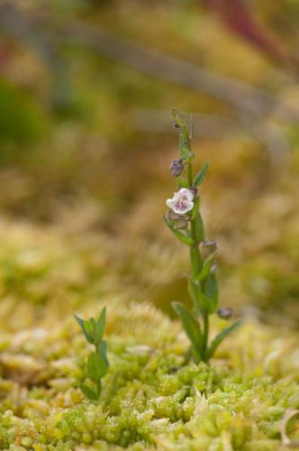 Scutellaria minor © PERERA S.