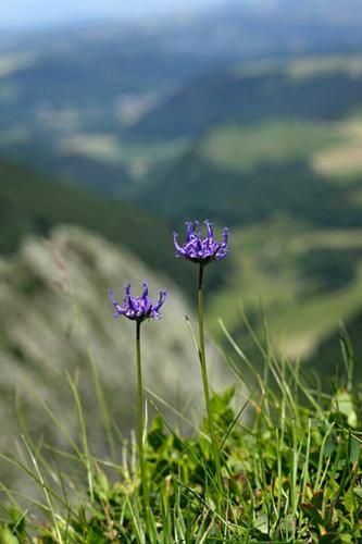 Phyteuma hemisphaericum © DESCHEEMACKER A.