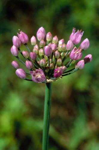 Allium angulosum © OLIVIER L.