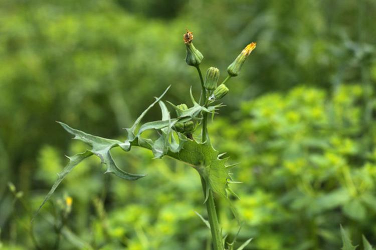 Sonchus oleraceus © DESCHEEMACKER A.