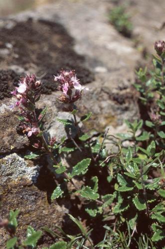 Teucrium chamaedrys © GRAVELAT B.