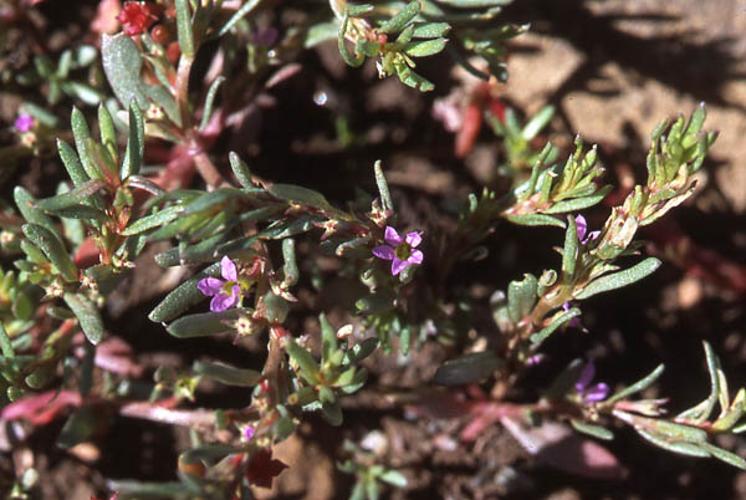 Lythrum thymifolium © ANONYME