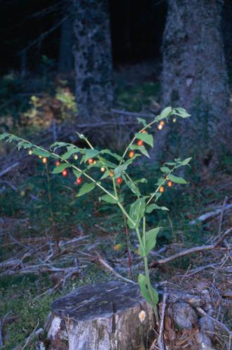 Streptopus amplexifolius © GRAVELAT B.