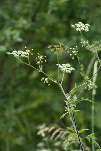 Chaerophyllum temulum © DESCHEEMACKER A.