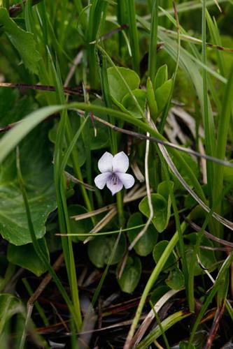 Viola palustris © DESCHEEMACKER A.