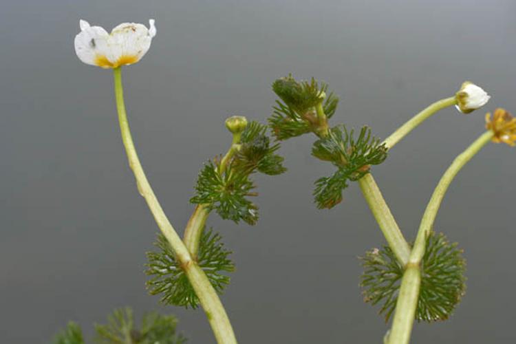 Ranunculus circinatus © NAWROT O.