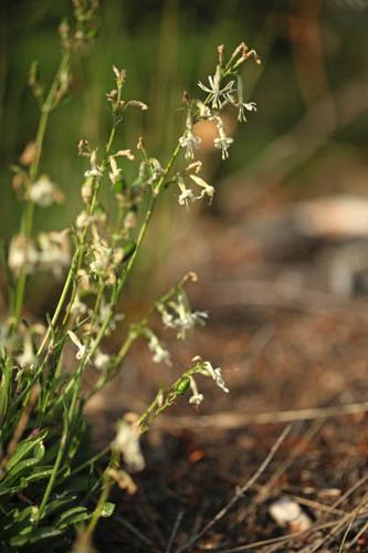 Silene nutans © DESCHEEMACKER A.