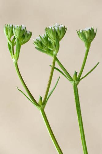 Valerianella dentata © NAWROT O.