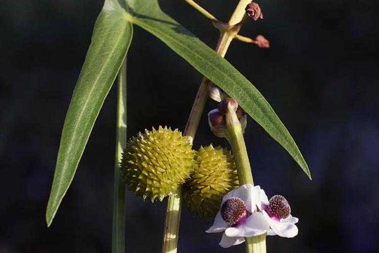 Sagittaria sagittifolia © NAWROT O.