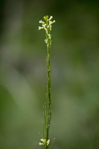 Turritis glabra © DESCHEEMACKER A.